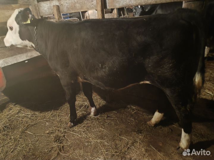 Тёлочки, телята мясные