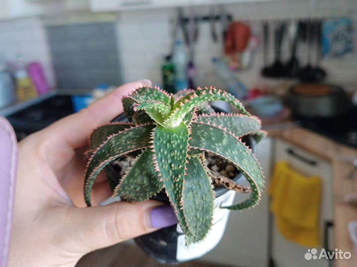 Эпипремнум, филодендрон, бругмансия