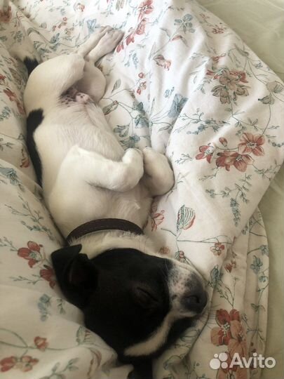 Вязка чихуахуа мальчик