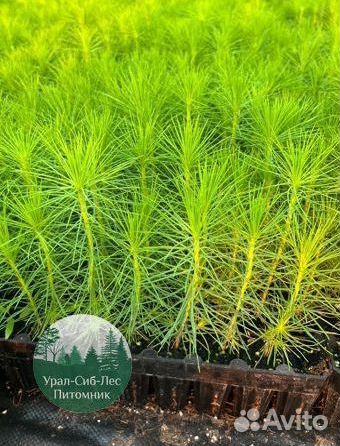 Зкс и окс Сосна Ель Лиственница сеянцы Голуб горн