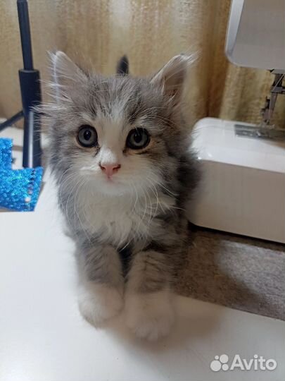 Кошка в дар