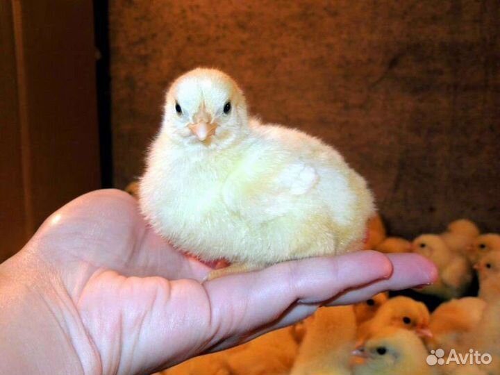Цыплята бройлеры подрощенные