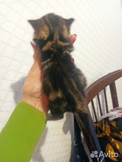 Шотландские котята(девочки)