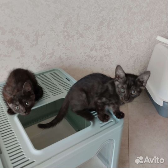 Кошки