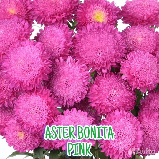 Рассада астры серии Бонита