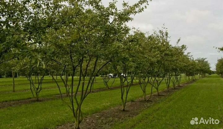 Ирга ламарка