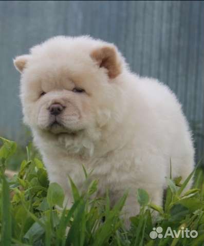 Кремовое очарование