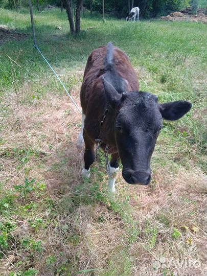 Телята телочки