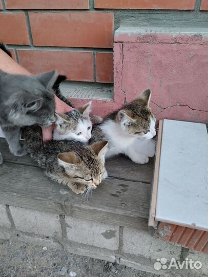 Отдам котят в добрые руки