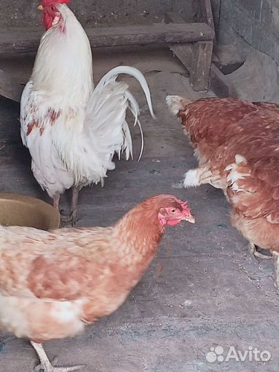 Куры молодки несушки