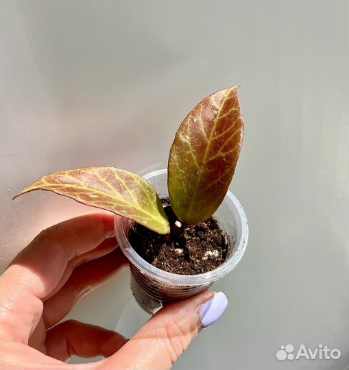 Хойя Тсанги,Карноза,Церопегия Вуда,Санрайз