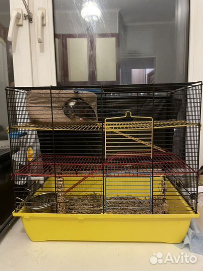 Крыса дамбо