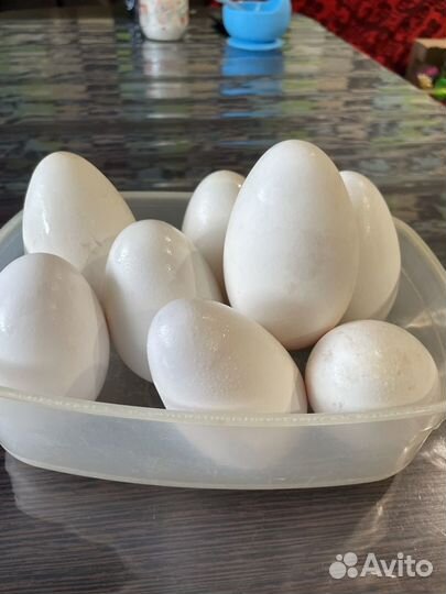 Домашние гусиное яйцо на инкубацию