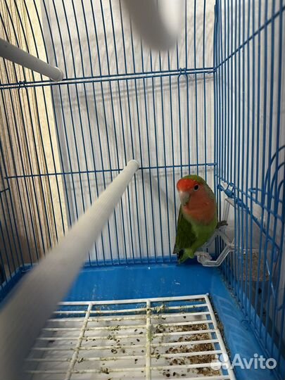 Попугай неразлучник с клеткой
