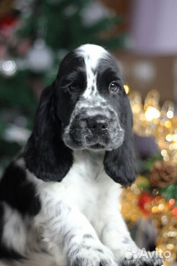 Щенок английского кокер спаниеля