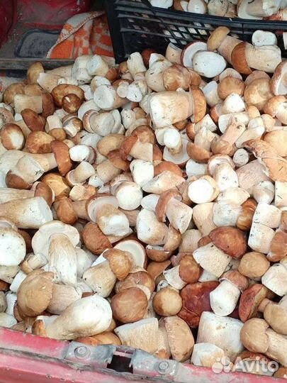 Белые грибы