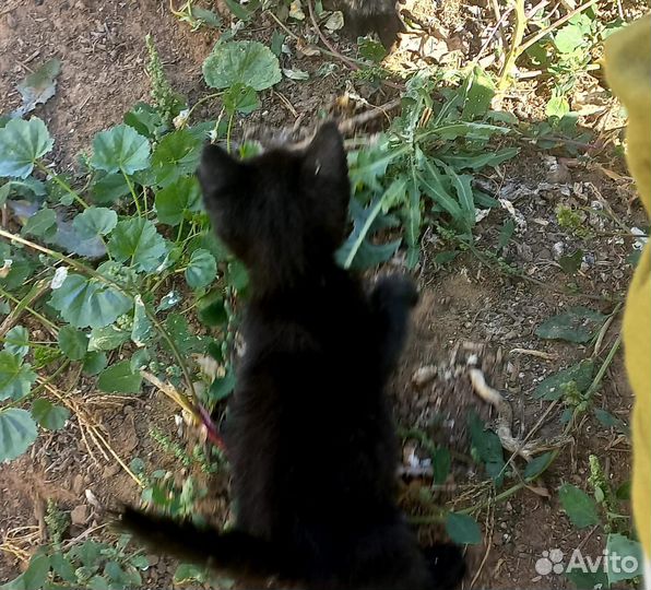 Мальчики в добрые ручки