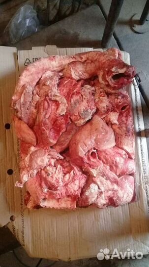 Рубец, обрезь собачья, фарш для животных, носы