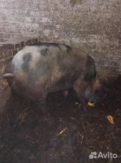 Свиноматка