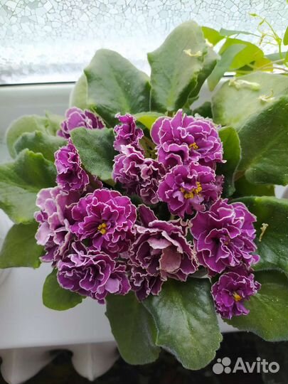 Фиалка сортовая