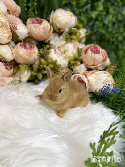 Царские кролики ручные карлики