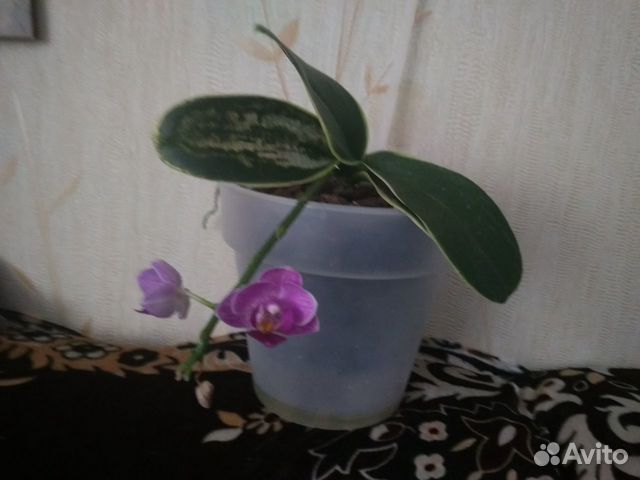 Орхидея Сого Вивьен