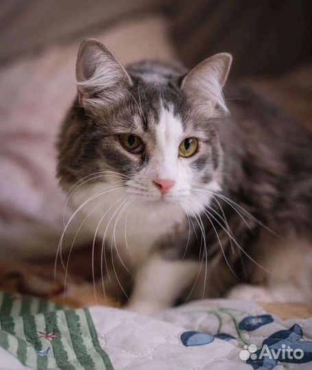 Кошка в дар