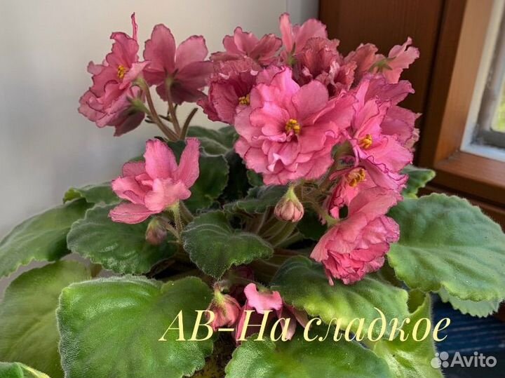 Фиалки сенполии сортовые цветущие