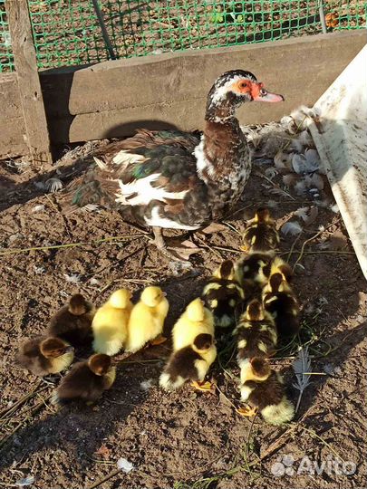 Индоутята суточные