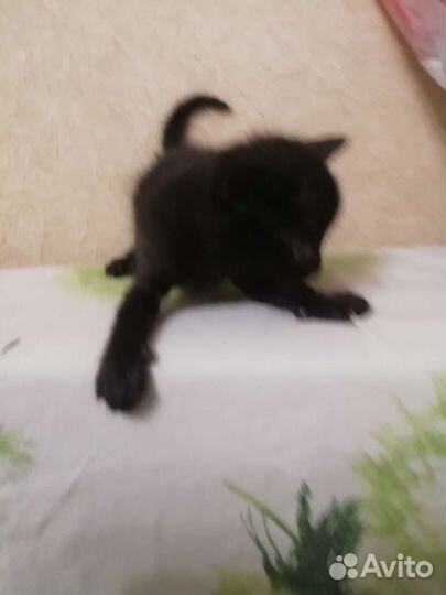 Малыши, 2 мес. Черные. Отдаю в добрые руки
