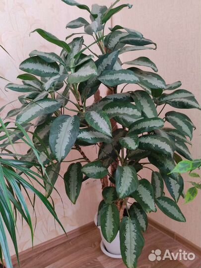 Аглаонема Паттая бьютти