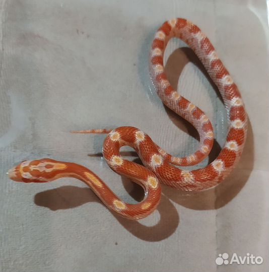 Маисовый полоз