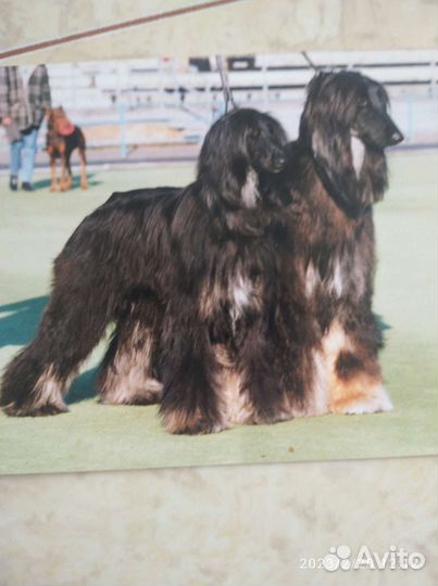 Выгул собак