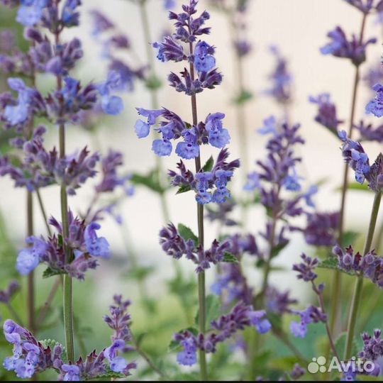 Котовник фассена