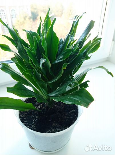 Драцена Фрагранс