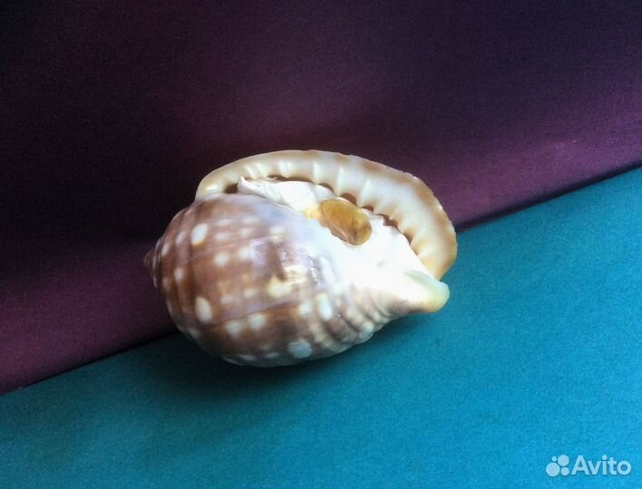 Морская раковина Malea pomum 66.1 мм