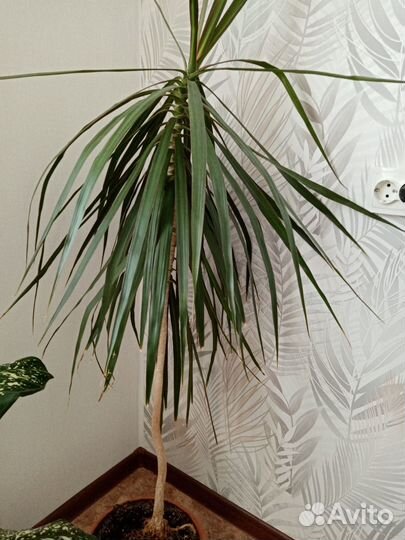 Комнатные цветы драцена