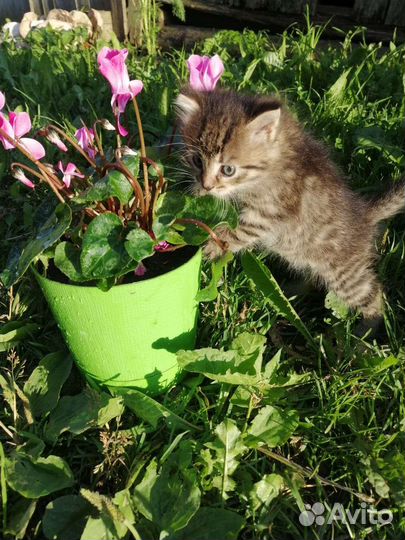 Котенок