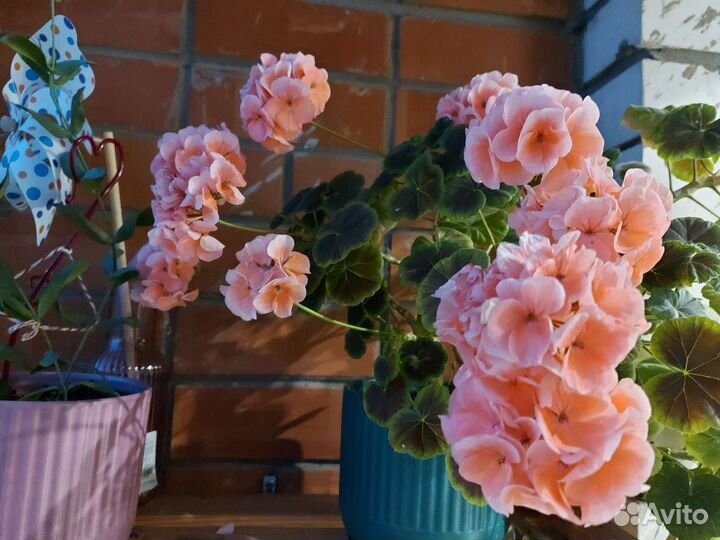 Пеларгония герань Биотехника