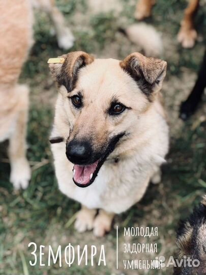 Собака в добрые руки