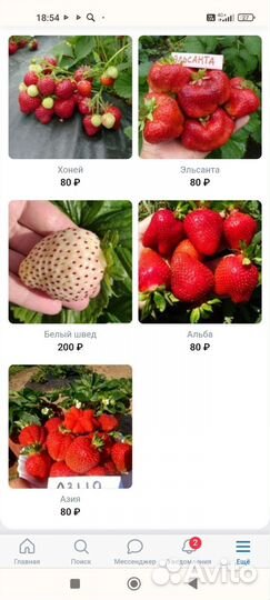 Саженцы клубники