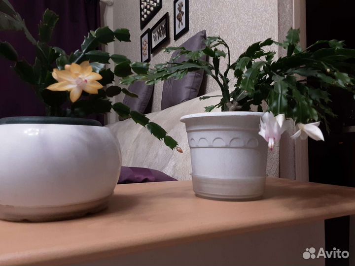 Шлюмбергера Золотой крем