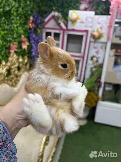 Красивые кролики Мини