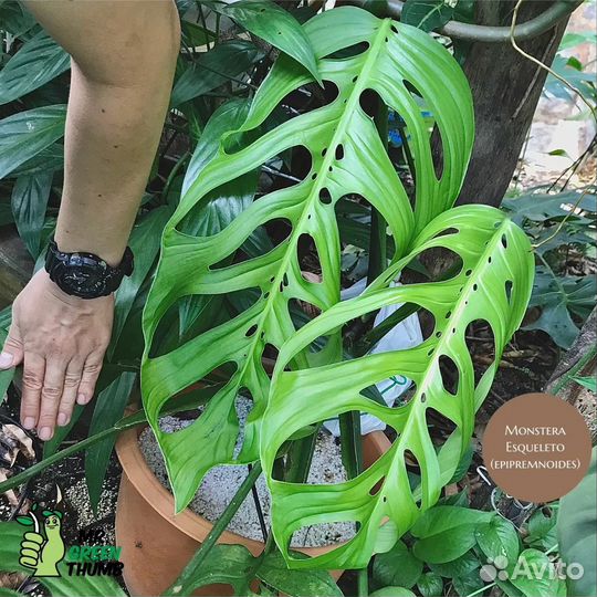 Монстера эскилето