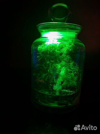 Моссариум. Флорариум. Подарок. Цветы