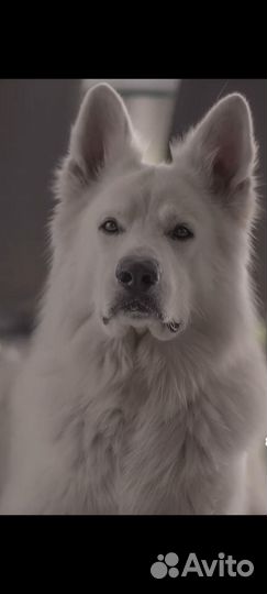 Передержка собак