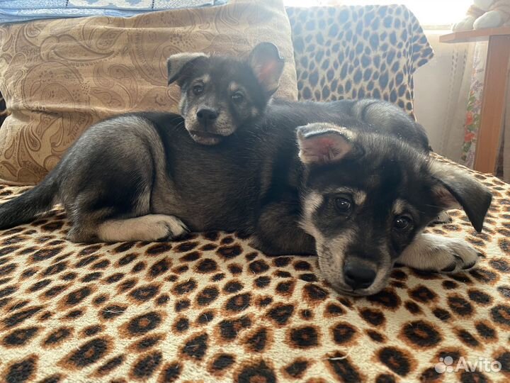 Отдам в добрые руки щенков