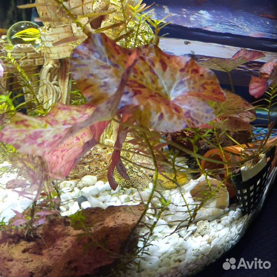 Нимфея для аквариума