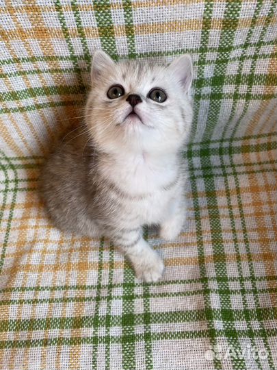 Шотландские котята