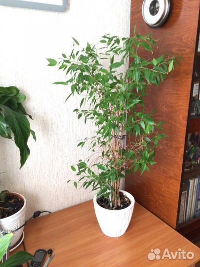 Комнатные цветы Фикус Бенджамина